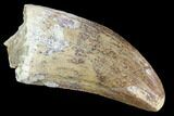 Serrated, Juvenile Carcharodontosaurus Tooth - Robust Tooth #100101-1